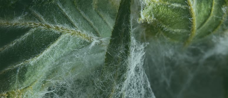 Comment vérifier si son herbe est contaminée